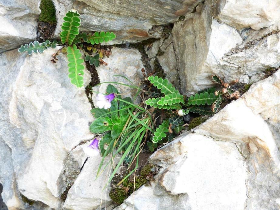 Nestos, Meer Und Berge - Griechenland Mal Anders Zarkadhia Екстер'єр фото
